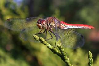 Sympetrum sanguineum - Blutrote Heidelibelle